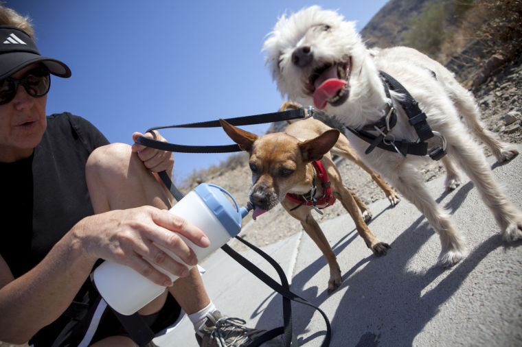 Dog Hike